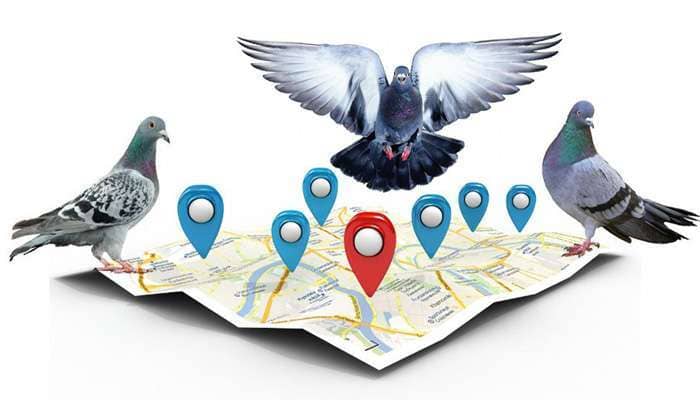 Google Pigeon: Định vị sức mạnh tìm kiếm địa phương
